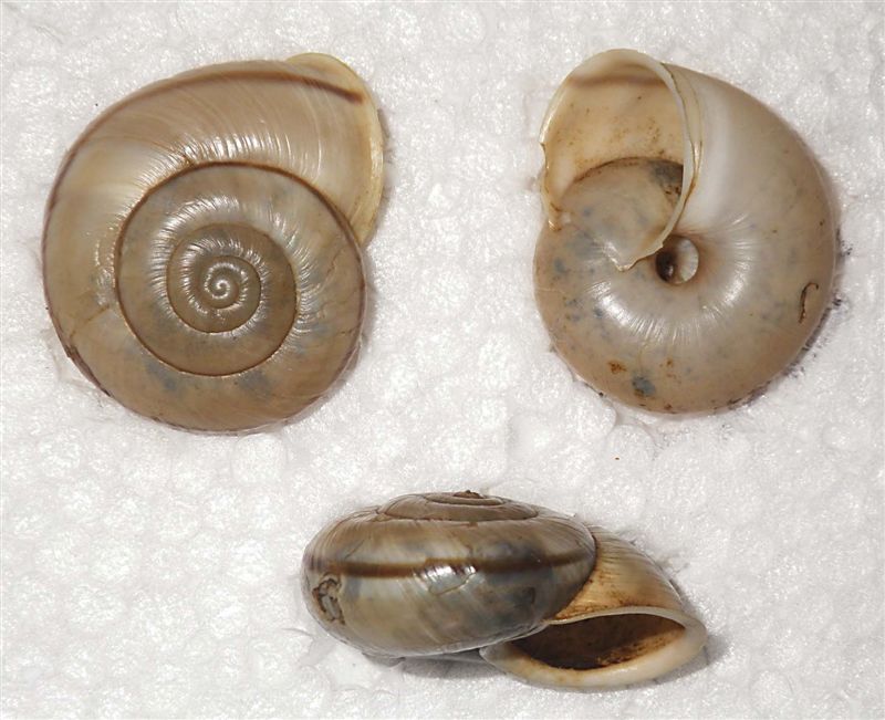 Chilostoma cingulatum colubrinum ( De Cristofori & Jan, 1832 ) Bassa Val Cavallina